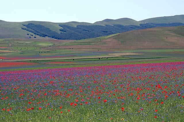 Photo of La fioritura a Castelluccio di Norcia è uno spettacolo di colori e natura