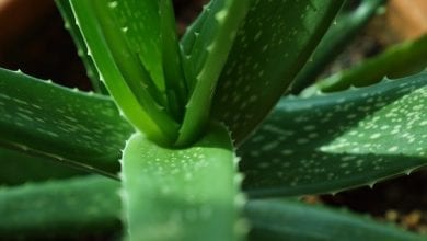 Photo of Aloe vera benefici: un guaritore naturale