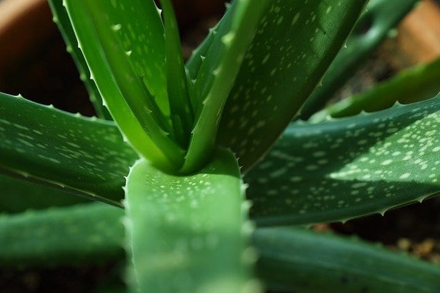 Photo of Aloe vera benefici: un guaritore naturale