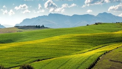 Photo of Bellanova: come rilanciare la filiera alimentare