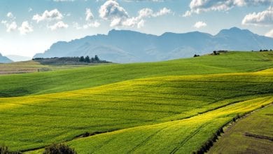 Photo of Bellanova: come rilanciare la filiera alimentare