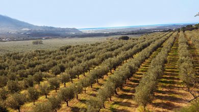 Photo of Decreto agricoltura: rafforzato il ruolo del commissario per la siccità