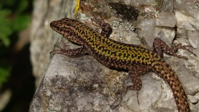 Photo of Tesla bloccata dalle lucertole