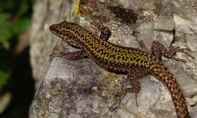 Photo of Tesla bloccata dalle lucertole