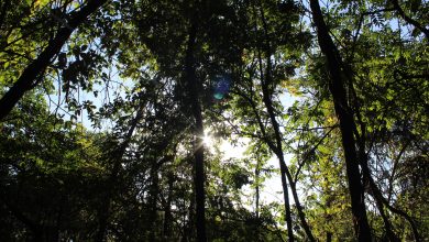 Photo of Terapia forestale per combattere ansia e depressione
