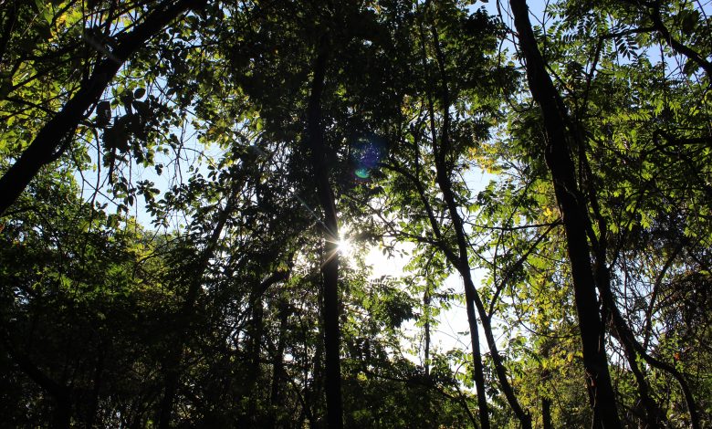 Photo of Terapia forestale per combattere ansia e depressione