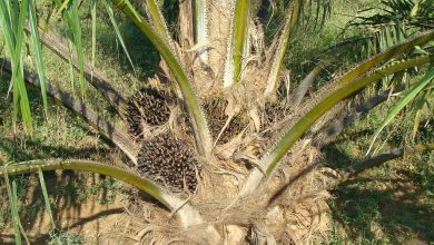 Photo of La sfida dell’olio: da quello di palma a quello di girasole