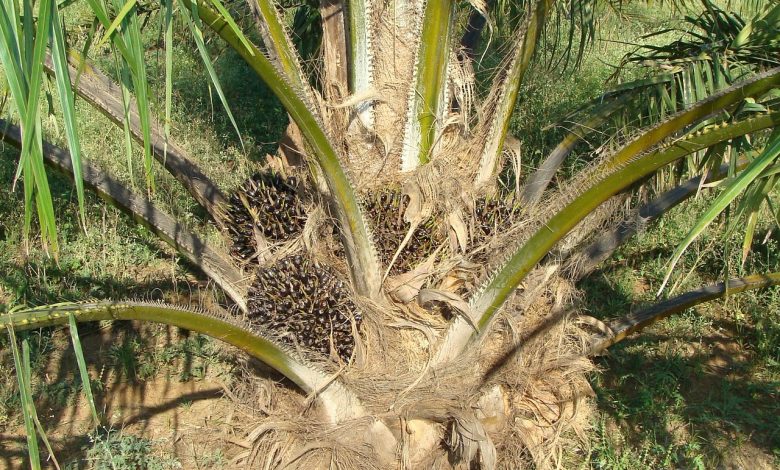 Photo of La sfida dell’olio: da quello di palma a quello di girasole