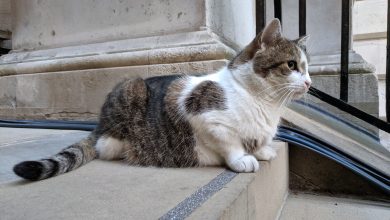 Photo of Larry The Cat festeggia dieci anni a Downing Street