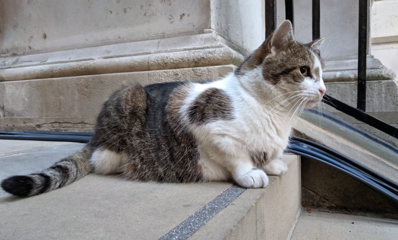 Photo of Larry The Cat festeggia dieci anni a Downing Street