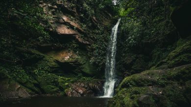 Photo of Il rischio di nuove pandemie viene dall’Amazzonia