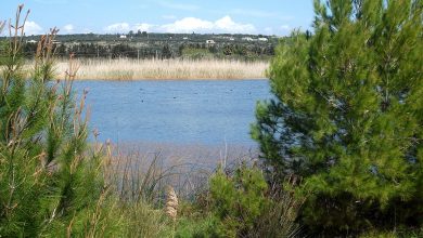 Photo of Recovery, il piano Coldiretti di mille bacini di raccolta d’acqua