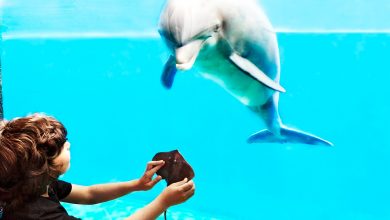 Photo of Genova, all’acquario anche i delfini patiscono l’assenza di visitatori