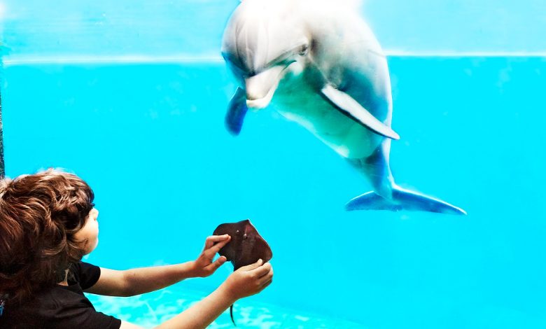 Photo of Genova, all’acquario anche i delfini patiscono l’assenza di visitatori