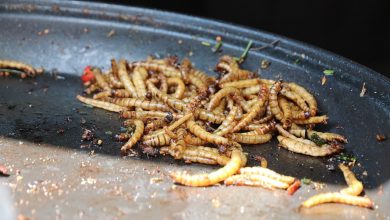 Photo of L’Ue approva la commercializzazione delle tarme della farina come alimento