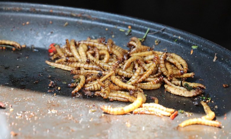 Photo of L’Ue approva la commercializzazione delle tarme della farina come alimento