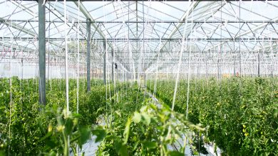 Photo of Innovazione e sostenibilità nel settore agricolo