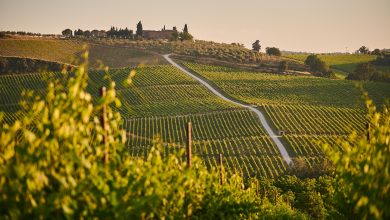 Photo of Cambiamento climatico: rischio siccità per l’agricoltura di collina