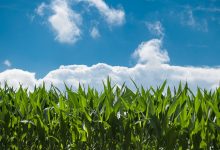 Photo of Agroalimentare: export in crescita e 75 miliardi di valore nel 2024