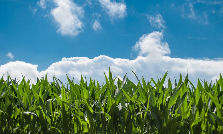 Photo of Dal Senato via libera definitivo alla legge sull’agricoltura biologica