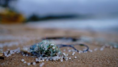 Photo of Microplastiche, una ricerca mostra gli effetti degli inquinanti sull’uomo