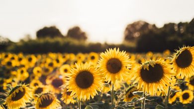 Photo of Olio di girasole: scorte a rischio, si cercano alternative