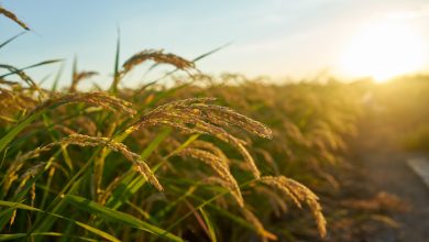 Photo of Investire per un’Italia più “green” aiuta anche imprese e i giovani