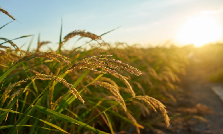 Photo of Ricehouse: la startup di bioedilizia che costruisce a impatto zero