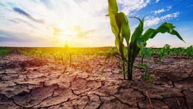 Photo of Clima, l’estate 2021 è stata la più calda mai registrata in Europa