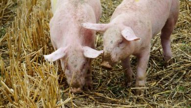 Photo of Nel Monferrato l’azienda agricola dove gli animali producono energia rinnovabile