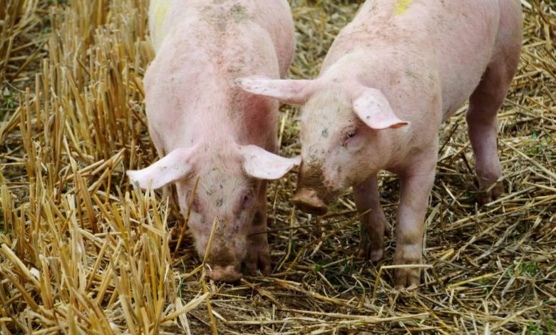 Photo of Nel Monferrato l’azienda agricola dove gli animali producono energia rinnovabile