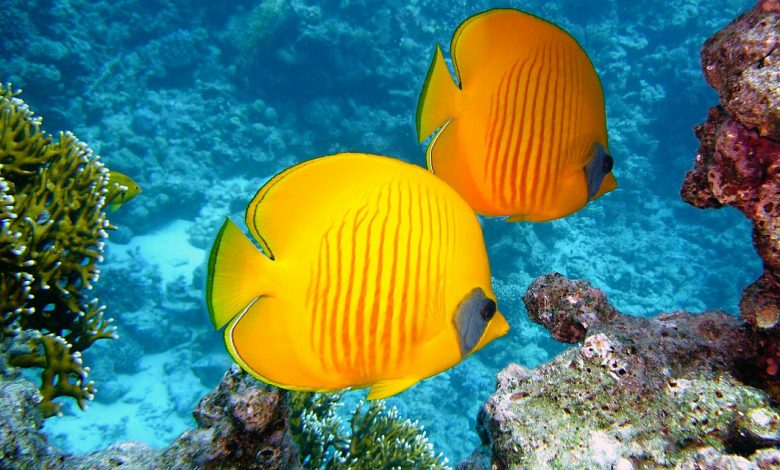 Photo of Oceani a rischio: l’Italia si muove per salvarli