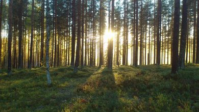 Photo of Veneto, in provincia di Belluno la prima foresta certificata PEFC