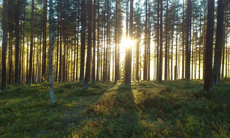 Photo of Veneto, in provincia di Belluno la prima foresta certificata PEFC