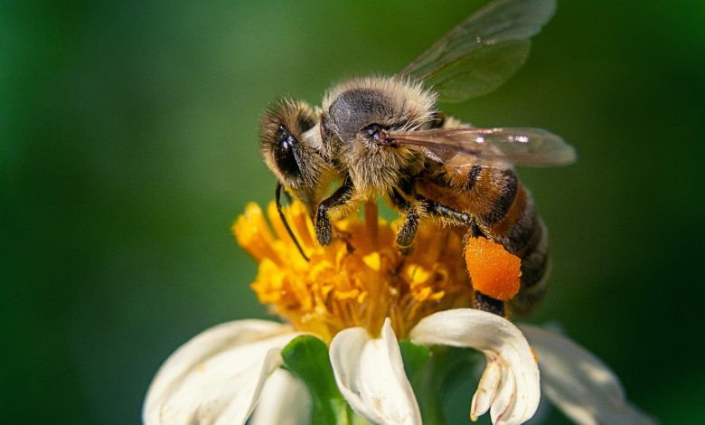 Photo of Giornata mondiale delle api: un patrimonio da proteggere