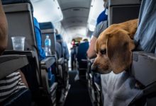 Photo of ITA Airways: al via l’adesione alle regole Enac a favore degli animali