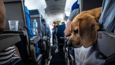 Photo of ITA Airways: al via l’adesione alle regole Enac a favore degli animali