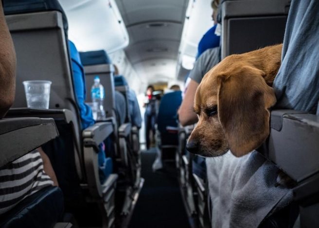 Photo of ITA Airways: al via l’adesione alle regole Enac a favore degli animali